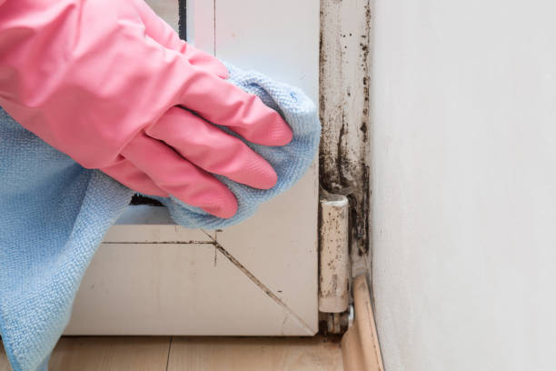 Best Black Mold Removal  in Diaz, AR